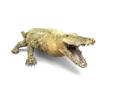 3D Crocodile Rigged Model Low-poly 3D model