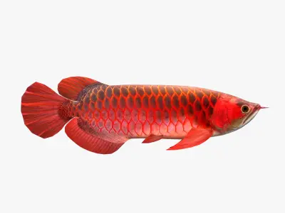 3D Arowana fish Low-poly 3D model