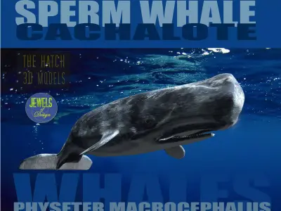 Sperm Whale 3D model purchase