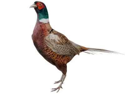 Pheasant 3D model purchase