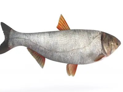 Silver Carp 3D model