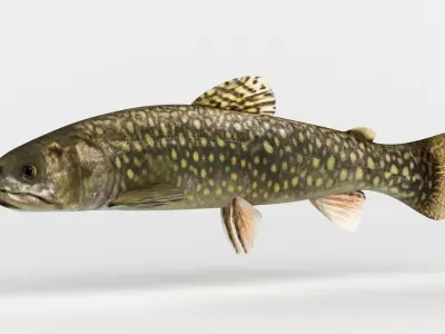 Trout Fish 3D model