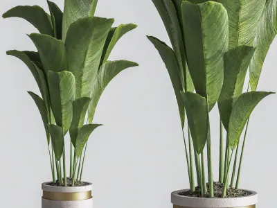 IndoorPlantSet33 group of plants in pots 3D model