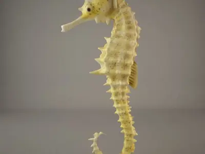 Sea Horse 3D model get