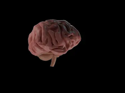 3D Model Of Brain - blender 3D  3D model