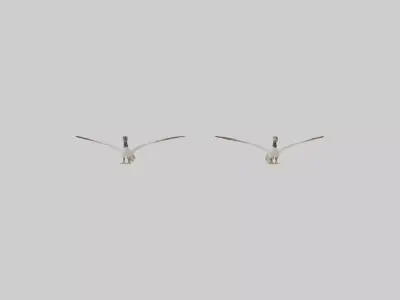 Goose flying in formation model Low-poly 3D model