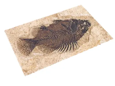 Fish Fossil 3D model