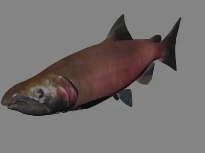 Coho Salmon 3D model