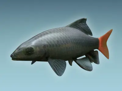 Red Tailed Fish 3D model