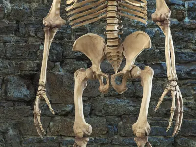 Gorilla Skeleton Bone Structure 3D model