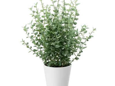  Young Eucalyptus Plant Potted Plant Model 