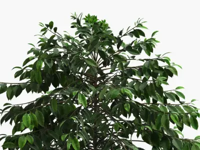 Coffee Plant with Dense Foliage Green 3D model