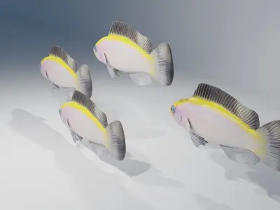 Sunrise Dottyback Fish 3D model