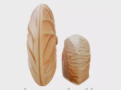 Paper Nautilus Delicate Shell Structure Model Low-poly 3D model