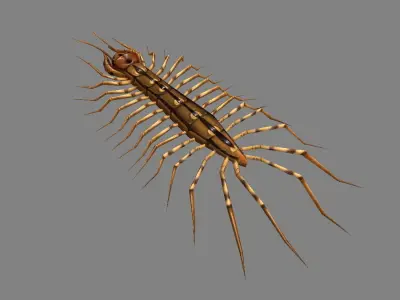 Cartoon animal - centipede      Low-poly 3D model