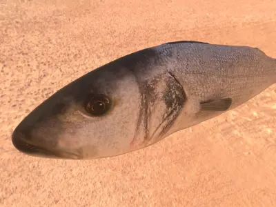Sea bass Fish Photorealistic  3d model Rigged Animated Low poly Low-poly 3D model