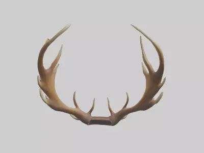 Elk Antlers Model 3D model