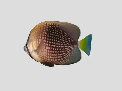 Tahitian butterflyfish Realistic Animated Low-poly 3D model