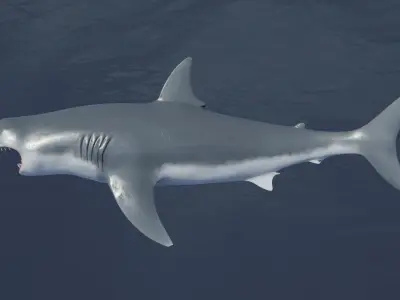 Great White Shark NO Rigged in Blender Low-poly 3D model