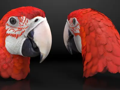 Red Green Macaw Parrot Head 3D model purchase