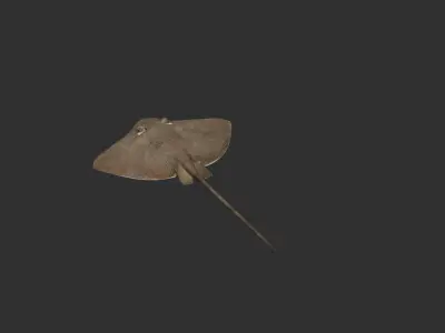 Cownose stingry 3D model
