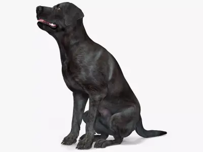 Black Begging Labrador Dog Animated Rigged for Maya 3D model