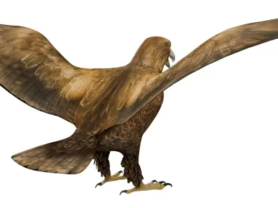 Eagle 3D model get