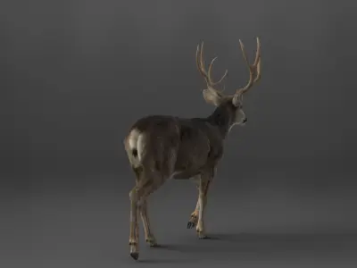 Mule Deer 3D model buy