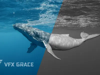 Humpback Whale VFX Grace 3D model