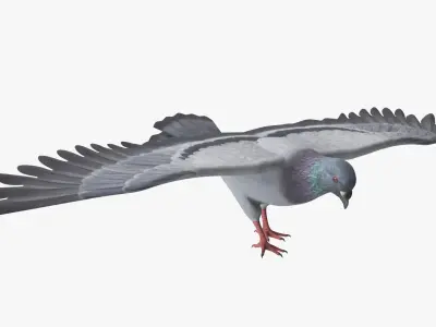  Low Poly Rock Dove Rigged for Cinema 4D 