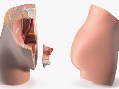 Female Reproductive System Cross Section Anatomical Model 3D model