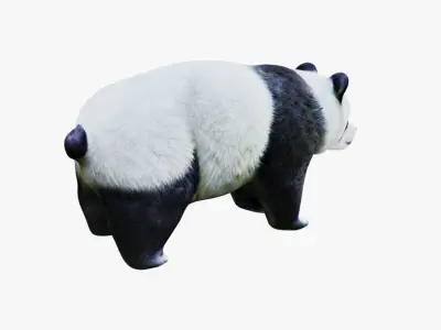 Panda Free 3D model buy