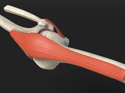  Knee Joint Model Unbent State 