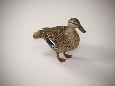 Charming Duck Model 3D model