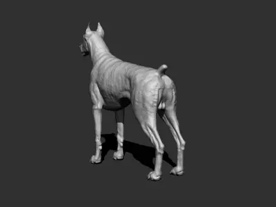 Doberman Dog 3D model