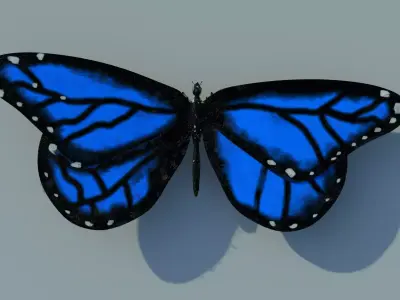 Butterfly 3D model order