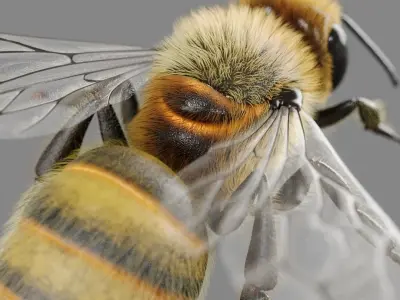 Bee 3D model 3D model
