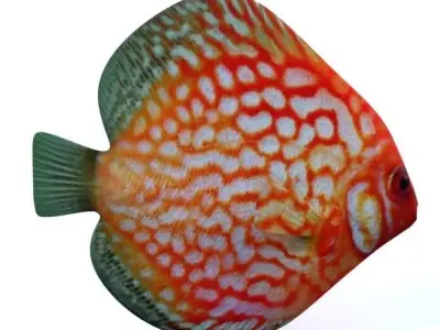 Disco fish Low-poly 3D model