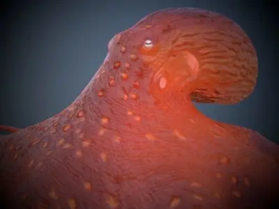 Octopus 3D model 2