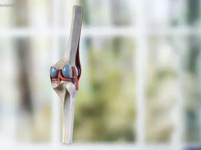  Knee Joint Model Unbent State 