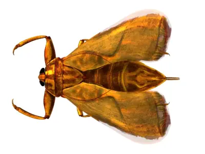 Belostomatidae Giant water bug Free 3D model