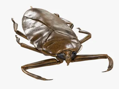 4K Giant Water Bug Low-poly 3D model