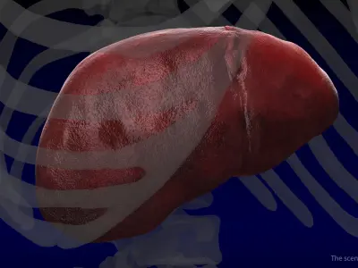  Human Organs Collection 