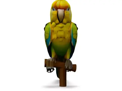 Realistic Animated Superbe Parrot 3D Model Low-poly 3D model