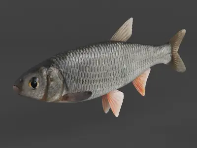 Fish Dace 3D model