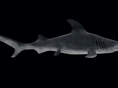 Hammerhead Shark Low-poly 3D model 5