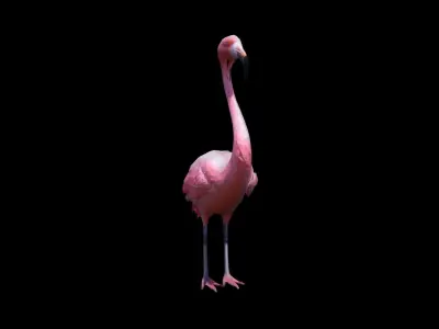 Flamingos On The Sea Beach 3d Render 3D model