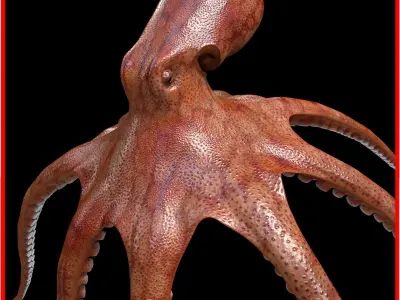  Octopus 