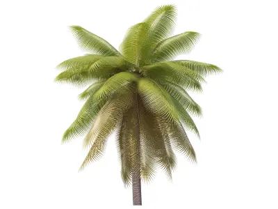 Palms Lowpoly Set 02 with LODs 3D model