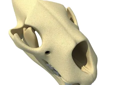 Lion Skull Bones  3D model